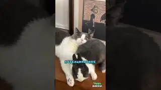 Коты И Кролики Лучшие Друзья❤️
