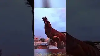 РАДУГА после грозы Кот да Петух Сибирские 