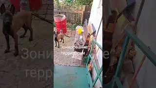 зонирование территории, выдержка при кормлении, взгляд в глаза. #малинуа #собака