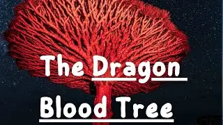 The Dragon Blood Tree; Wonders of Socotra: Exploring Earth’s Most Unique Island.