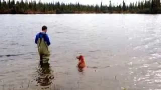 My dog doesn't understand fishing.