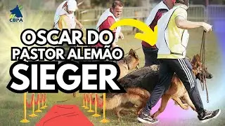 SIEGERSCHAU: O Que Eu Não Esperava Sobre PASTOR ALEMÃO
