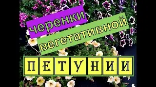 Пикировка черенков вегетативной петунии. Сколько надо воды?