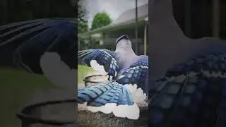 A colorful world of birds #bluejays #cardinals #birdwatching #birdfeeding