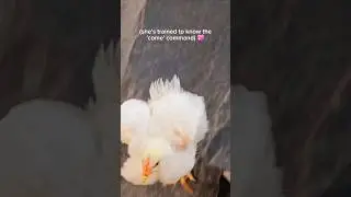 Meet Fifi, My Trained Pet Chicken 🐔
