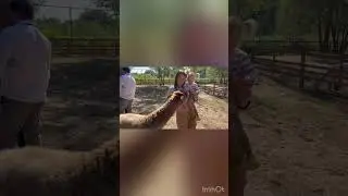 #альпака
