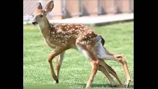 Chernobyl