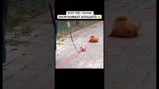 ПЛАКАТЬ ИЛИ СМЕЯТЬСЯ ОТ ЭТОЙ ПРОГУЛКИ?! ЖАЛКО БЕДНЯГУ 