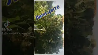 Липа цвіте.