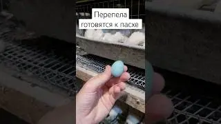 Перепела готовятся к Пасхе