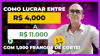 Saiba como lucrar entre R$ 4,000 a R$ 11,000 com apenas 1,000 frangos de corte.