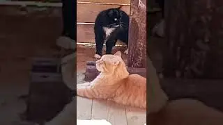 Рыжий Барсик и чёрный кот -  продолжение