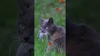 If apex predator, why friend shaped? 