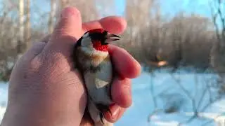 Ловля птиц.8.02.2025.