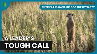 Retreat to Save Meerkat Family | Meerkat Manor: Rise of the Dynasty