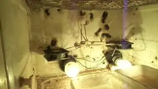 Зил инкубатор