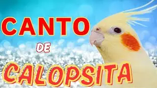 Canto de Calopsita #calopsitas #calopsita