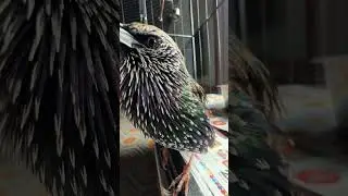The Wordiest of Birds—Do you hear the new sounds?