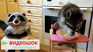 Лучшие видео с енотами Смешной енот