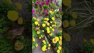 Цветы в разгаре цветения #цветы#лето в цветах #клумба