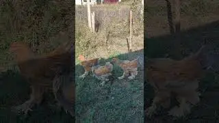 porselen brahma olarak almıştım ama şu an renkleri değişti he olduğunu bilen var mı