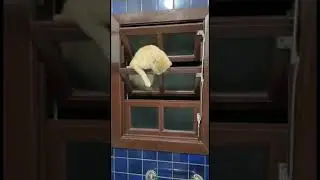 Astolfo Gato mais do que esperto, dando um jeito de entrar em casa.