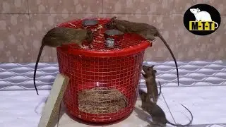 Mouse Trap New Trick | Best Idea For Mouse trap In Home | Easy Mouse Trap