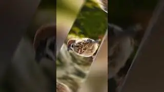 Sparrow stuck out his tongue goodbye  