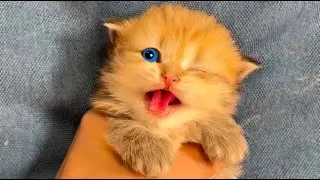 Poor kitten meows loudly because the eye hurts
