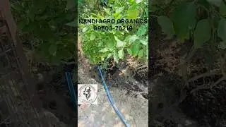 बैंगन की पौधे | बैंगन की कटिंग कैसे करें || #vermicompost#trendingshorts #viralvideo #organicfarming