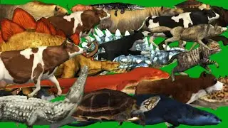 All Animals Siwiming  Stampede Green Screen Blue Screen Black Screen HD Video Dino Green Channel
