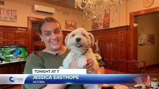 Tonight at 7: It's National Dog Day!