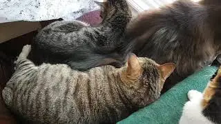 Cats are watching 'Big Screen Live 8K TV' - Cherishing the Old Days When Everyone Was Here