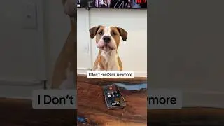 My Dog Tried To Cancel Her Vet Appointment 