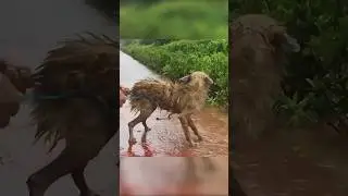 СЛЕПОЙ ПЁСИК😭
