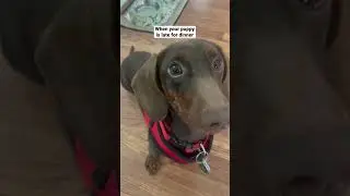 When your puppy is late for dinner #dachshundpuppy #puppy #viral #cutepuppy #foryou #fyp