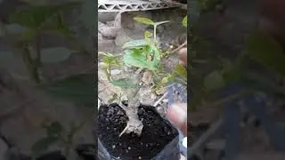 cara mudah membedakan waru india dan hybrida bagi pemula bonsai
