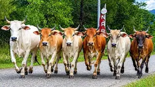 Herding dozens of cute cows every sunny morning - walking cows - cows videos - tame cows - cows run 