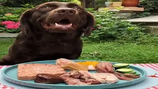 屡教不改的偷吃狗上线了... . .  拉布拉多犬  chocolate lab Reviews food