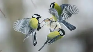 Winter tits in my yard (Зимние синички в нашем дворе)