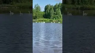 Дикие лебеди
