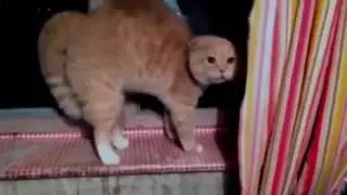 Разговор с котом #1