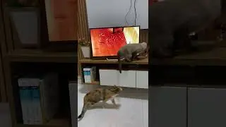 Quem será que vai pegar o rato ? #shorts