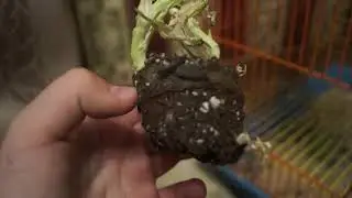 ВСЕ. ЭТО КОНЕЦ, СБЕЖАЛ ХОМЯК