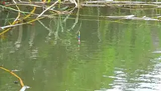 Joran Terlalu Hebat!! mancing nila sendirian di spot pohon keramat joran sampai terbenam ber kali²