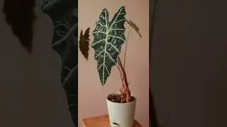 В моей коллекции не только орхидеи😌 #алоказия