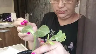 Планирую вырастить арбузы в Сибири. 1 часть.Май 2023