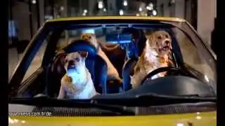 Akbank Axess & Opet Commercial - Dogs