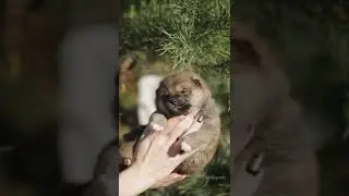 сиба ину Хома 🦊🦊🦊 