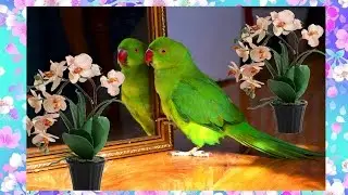 How to tame a ring-necked parakeet. Ring-necked parakeet cry!